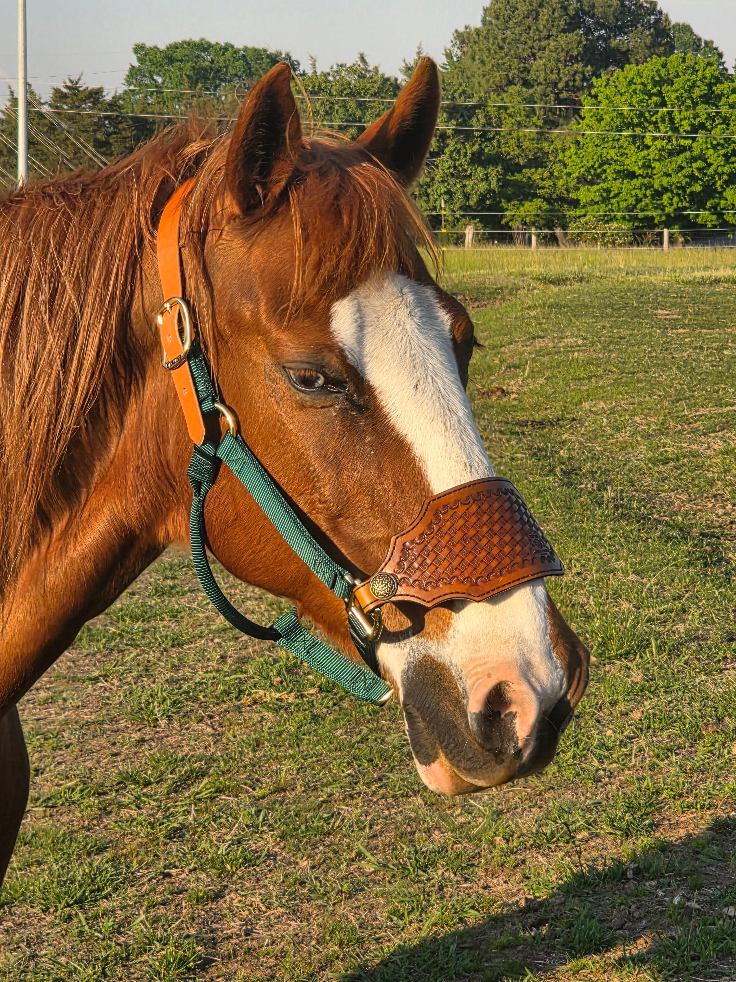 Bronc Halter